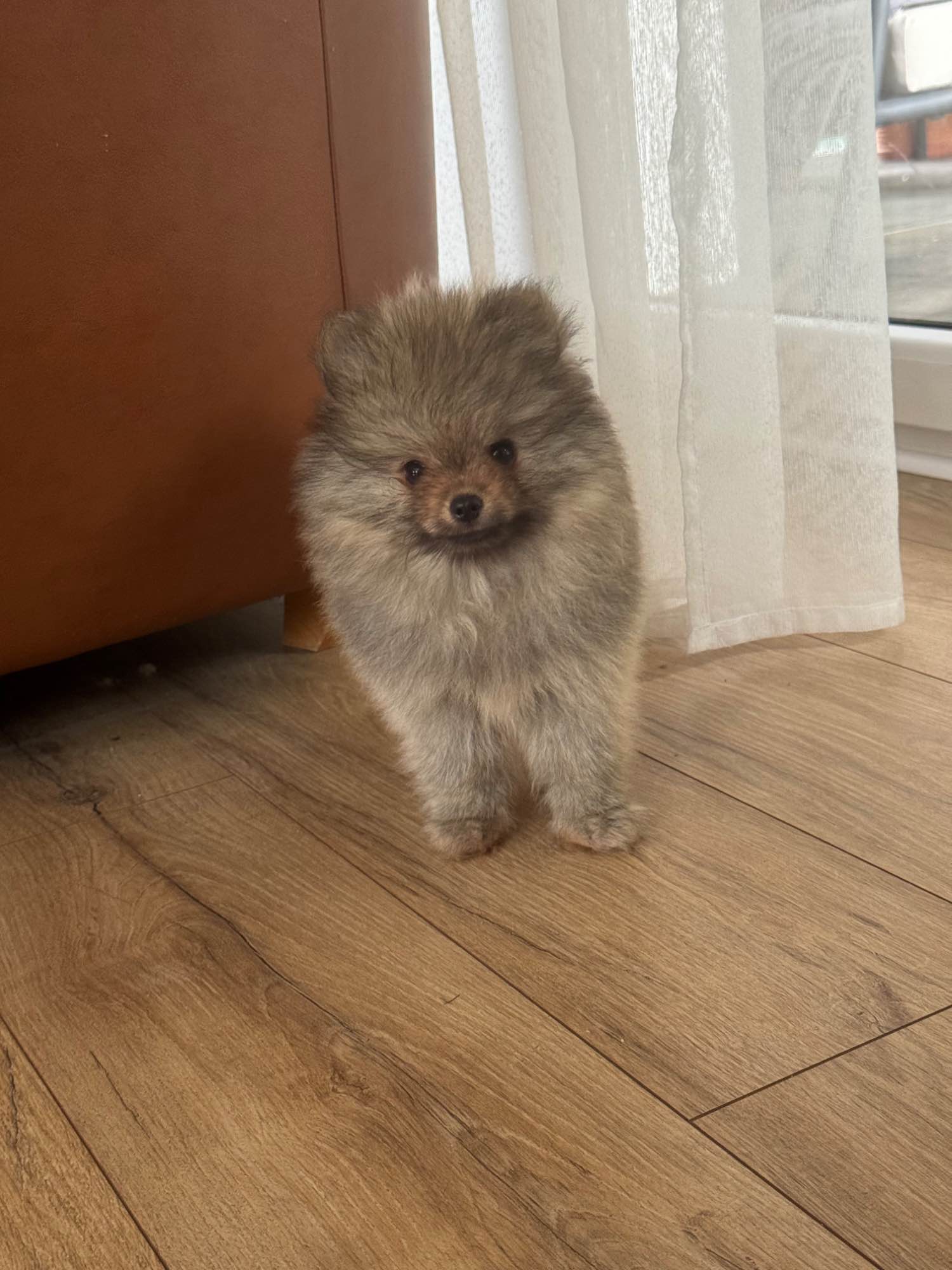 Szpic miniaturowy FCI ZKWP oddział w Rzeszowie Stalowa Wola - zdjęcie 2