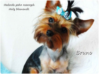 Yorkshire Terrier piesek York Bruno szczeniaczek 7-miesięcy Rodowód Żary - zdjęcie 8