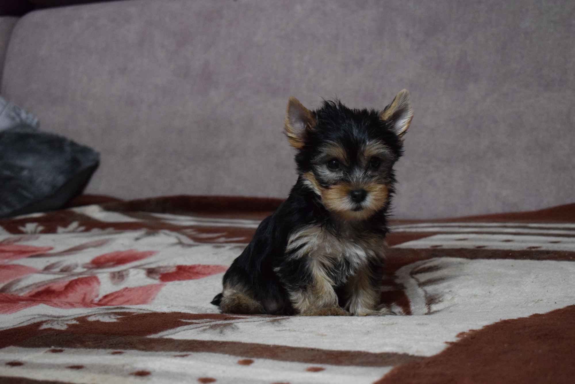 Yorkshire Terrier - Śliczna Suczka - Yorka - Szczeniaczek York Gołańcz - zdjęcie 1