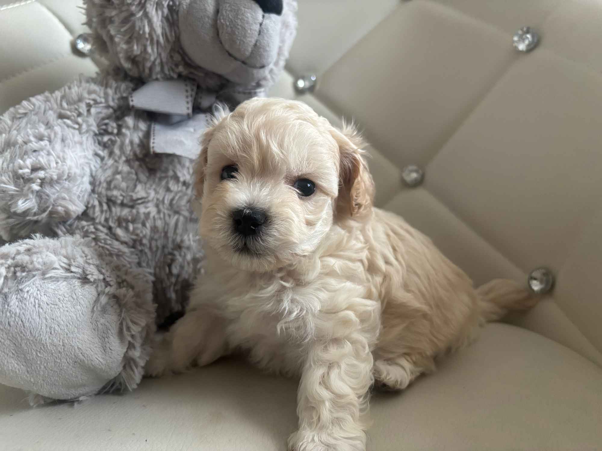 Maltipoo miniaturka 2 kg F1 Częstochowa - zdjęcie 8