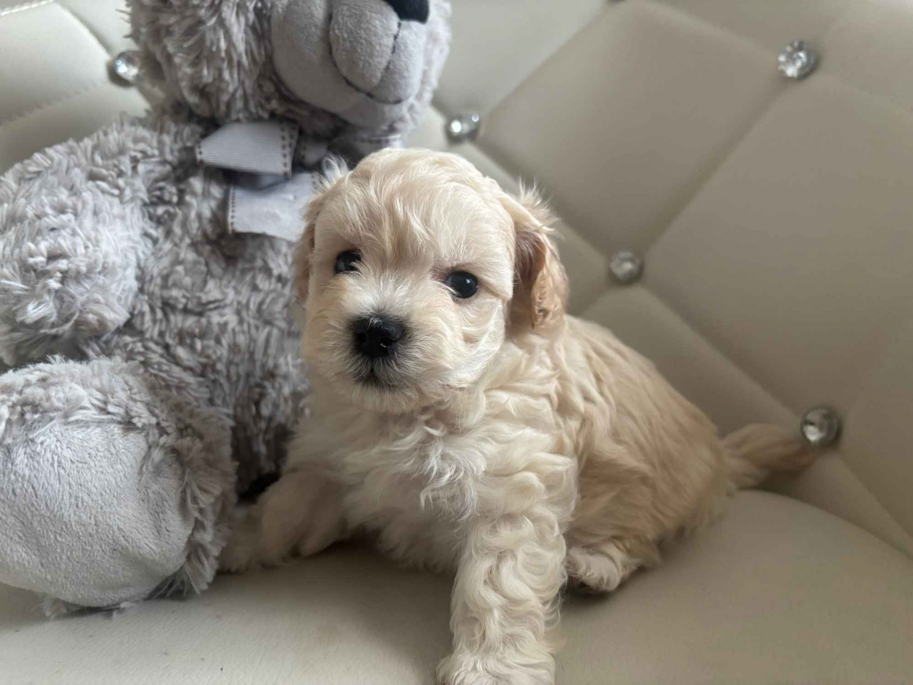 Maltipoo miniaturka 2 kg F1 Częstochowa - zdjęcie 8