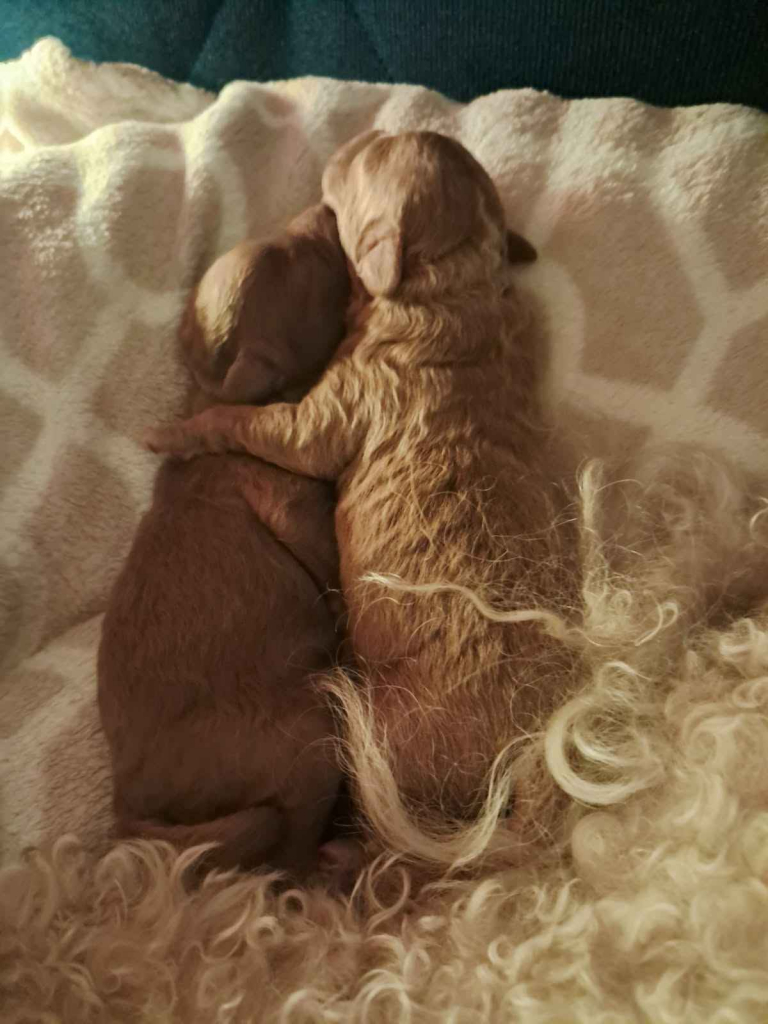 Pudel Toy z hodowli Sweet Angel Wielkopole - zdjęcie 1