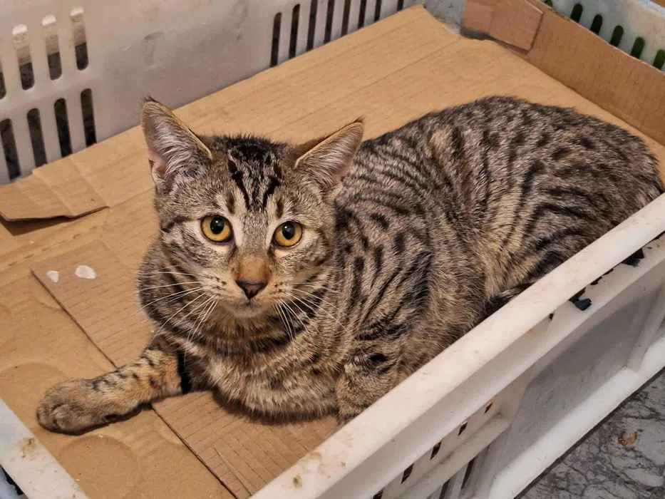 Młodziutkie koteczki szukają domów! Olsztyn - zdjęcie 1