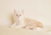 Prześliczny kocurek o rzadkim umaszczeniu Rodowód PZF/WCF Białystok - zdjęcie 9