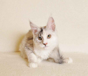 Prześliczny kocurek o rzadkim umaszczeniu Rodowód PZF/WCF Białystok - zdjęcie 11