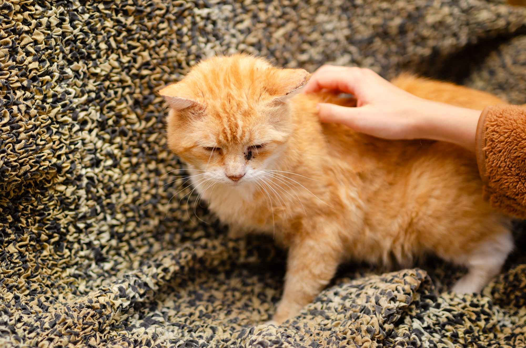 Garfield - rozmruczany przytulas szuka domu! Olsztyn - zdjęcie 3