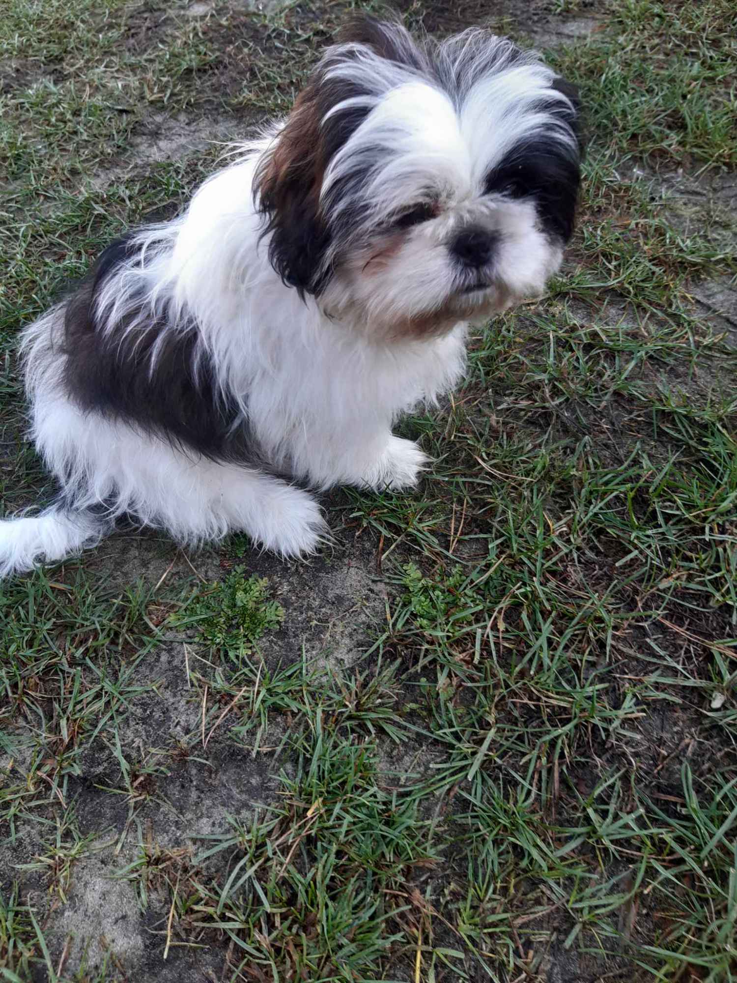 Szczeniak 4-miesięczny rasy shih tzu samiec Przedbórz - zdjęcie 6