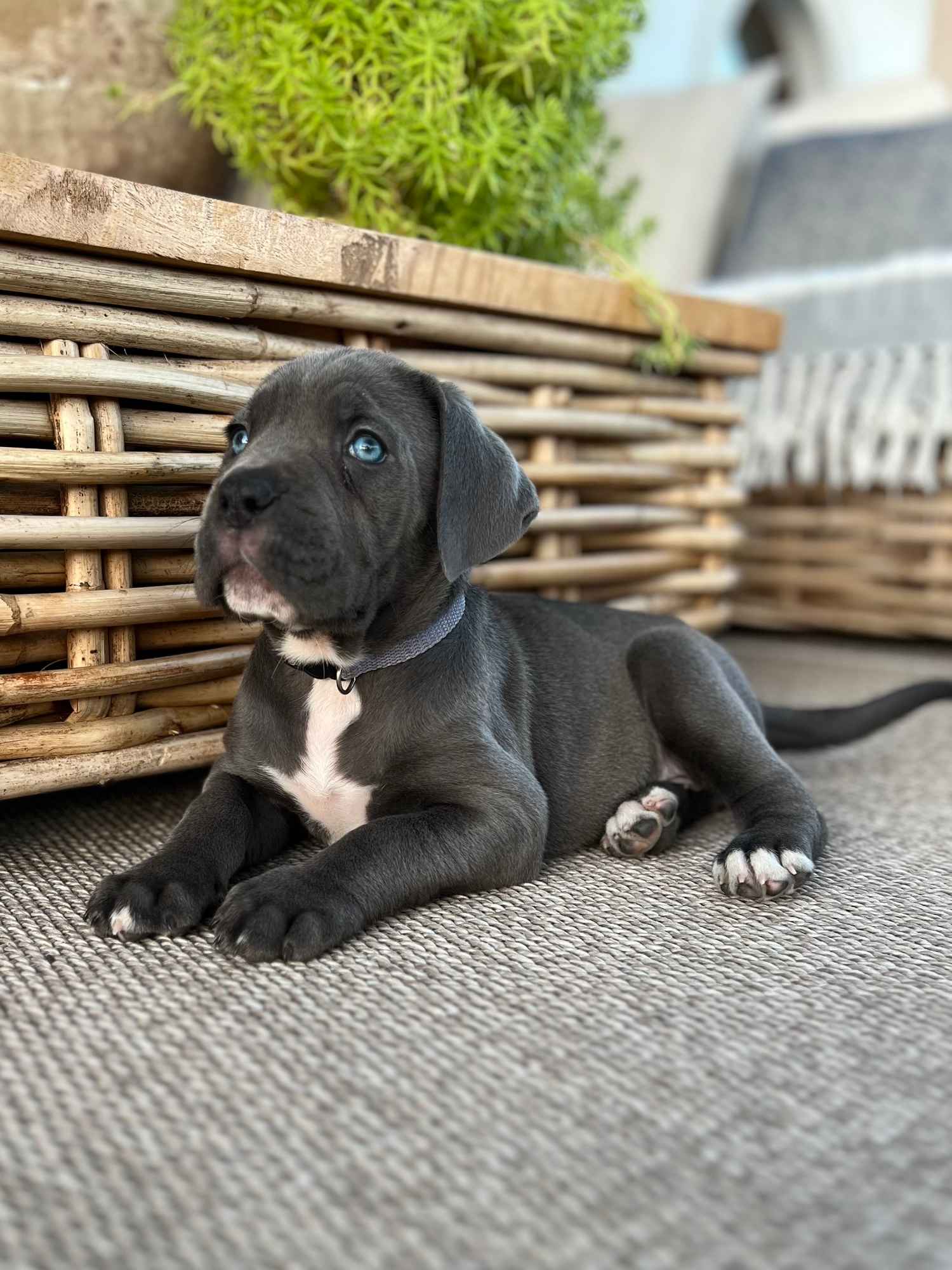 Cane Corso szczeniaki maści błękitnej ur. 06.09.2024 Koźminek - zdjęcie 2