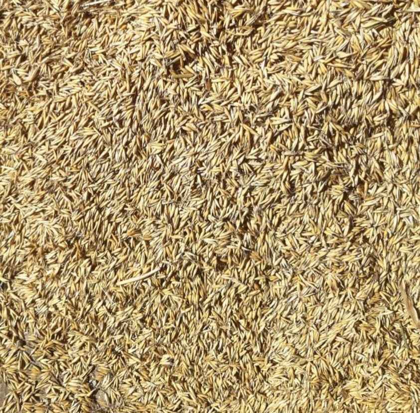 Owies sprzedam Sompolno - zdjęcie 1