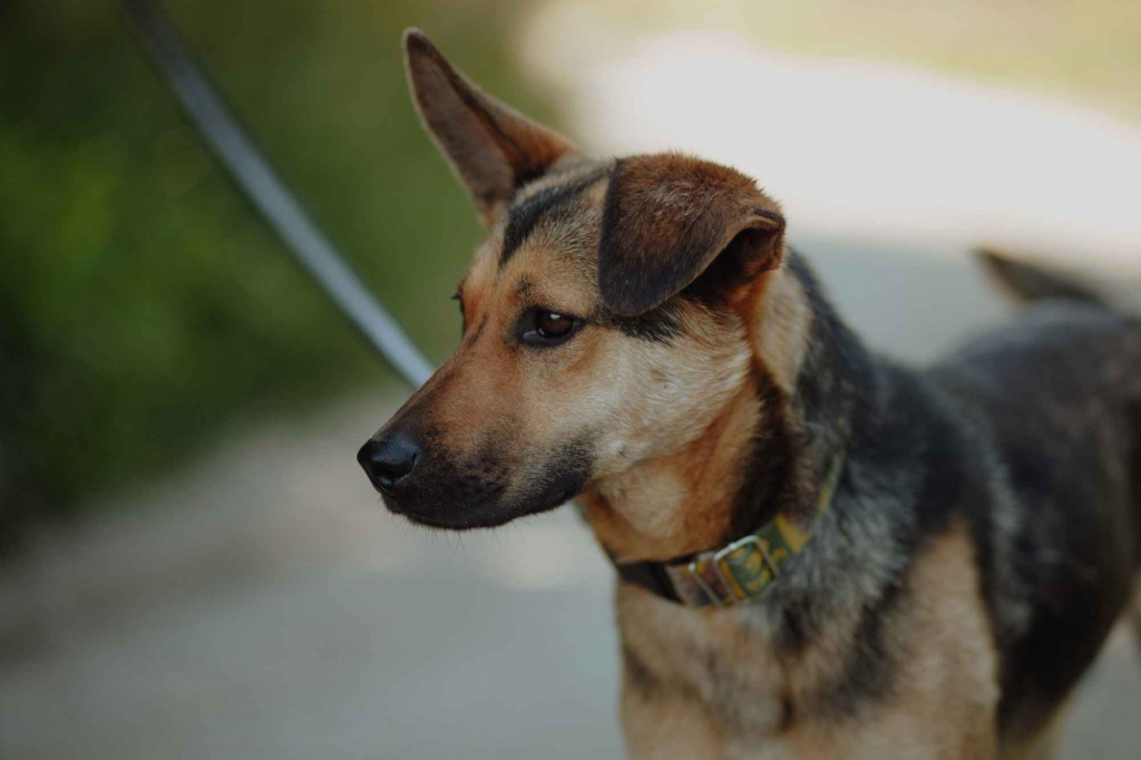 Fryc - młody, kochany psiak uratowany z łańcucha Olsztyn - zdjęcie 4