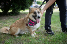 Lasso - psiak z sercem na łapce poleca się do adopcji! Łętkowice - zdjęcie 2