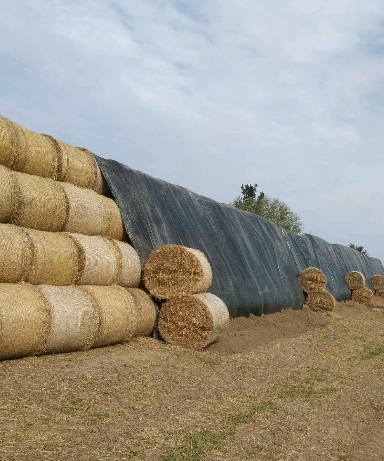 Zatrudnię do pracy w gospodarstwie rolnym mlecznym z zakwaterowaniem Łapy - zdjęcie 1