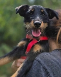 Płotka - młoda terrierka, wesoła, przyjazna sunia!
