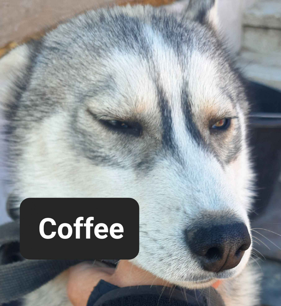 Pieski syberiany husky Reda - zdjęcie 12