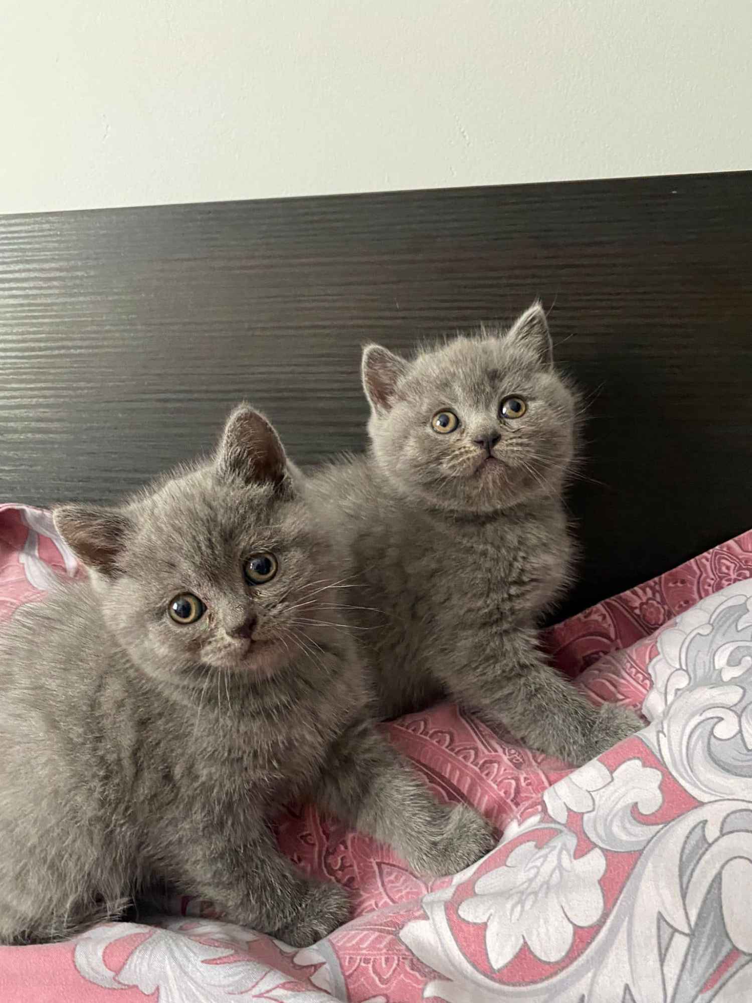 Urocze kocięta brytyjskie krótkowłose dostępne Adamierz - zdjęcie 3