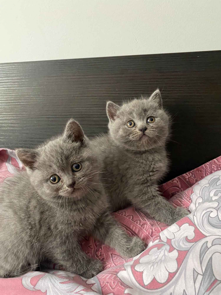 Urocze kocięta brytyjskie krótkowłose dostępne Adamierz - zdjęcie 3