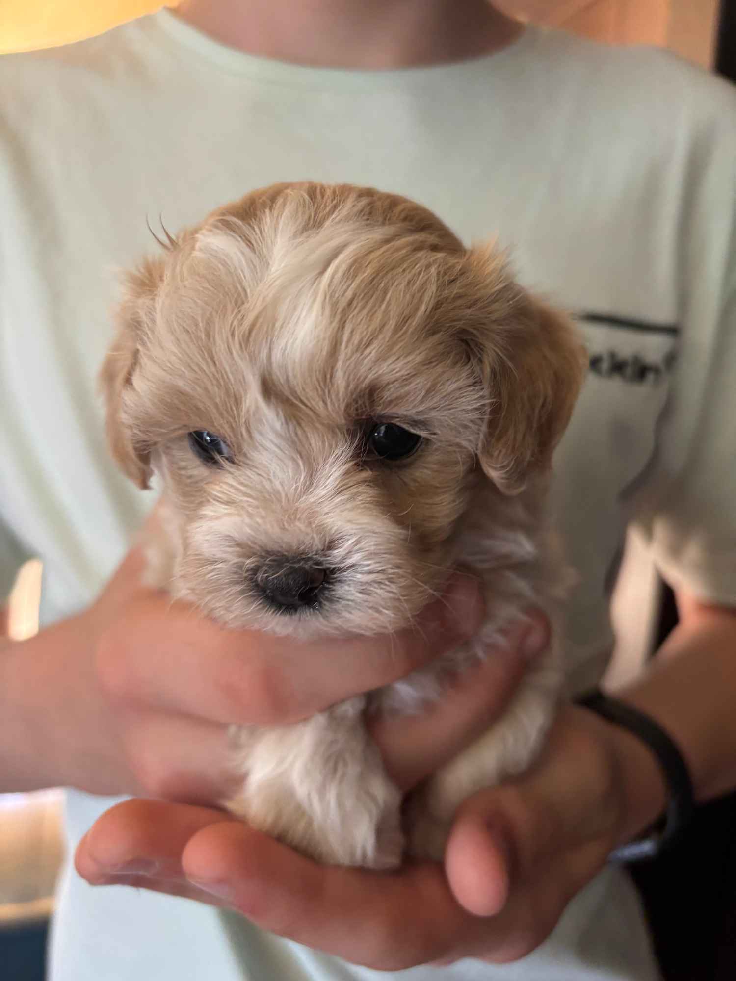 Maltipoo miniaturka 1,5 kg F1 Częstochowa - zdjęcie 1