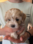 Maltipoo miniaturka 1,5 kg F1