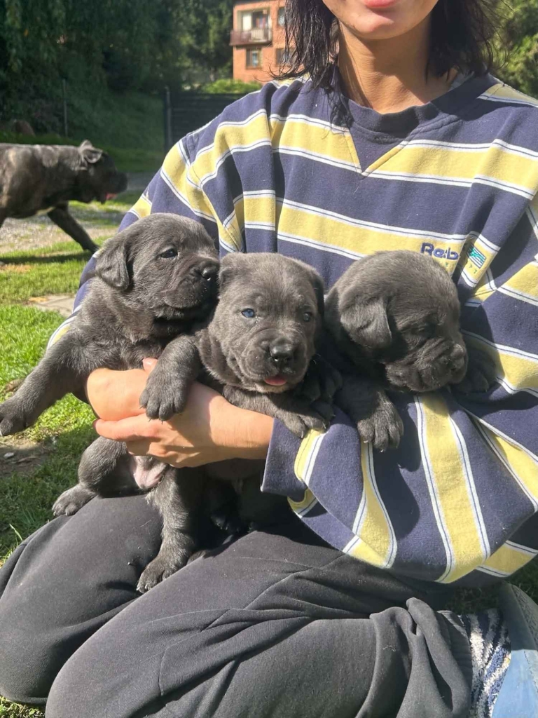 Szczeniaki Cane Corso Gołcza - zdjęcie 3