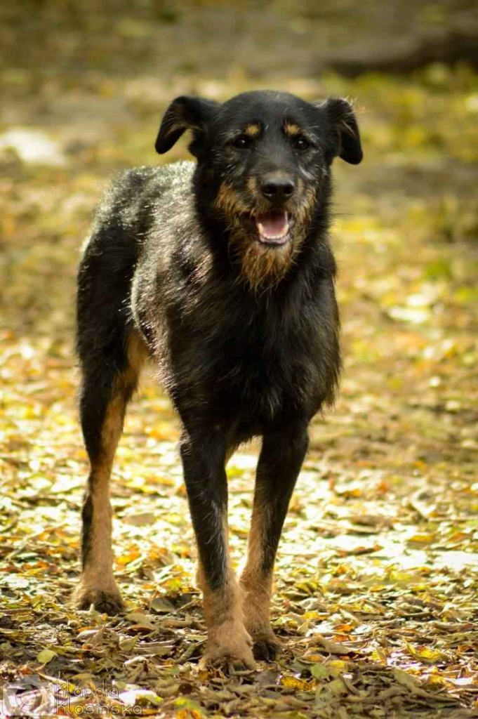 Disel - cudny, nieśmiały terrierek szuka domu! Olsztyn - zdjęcie 2