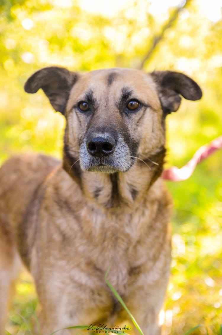 Sonia - przyjazna, łagodna suczka szuka domu! Olsztyn - zdjęcie 3