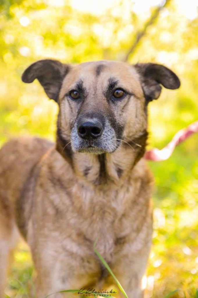 Sonia - przyjazna, łagodna suczka szuka domu! Olsztyn - zdjęcie 3