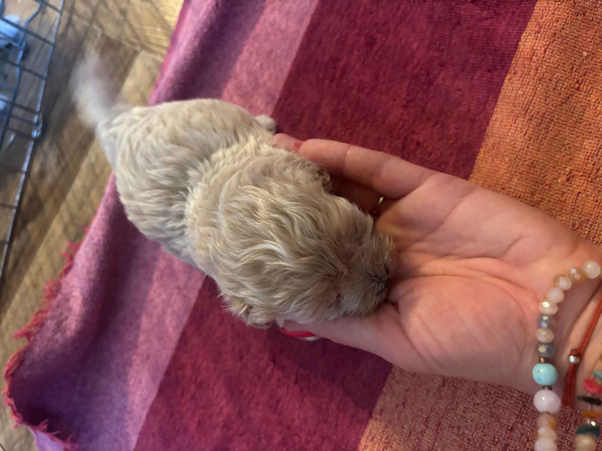 Maltipoo miniaturka 1,5 kg F1 Częstochowa - zdjęcie 7