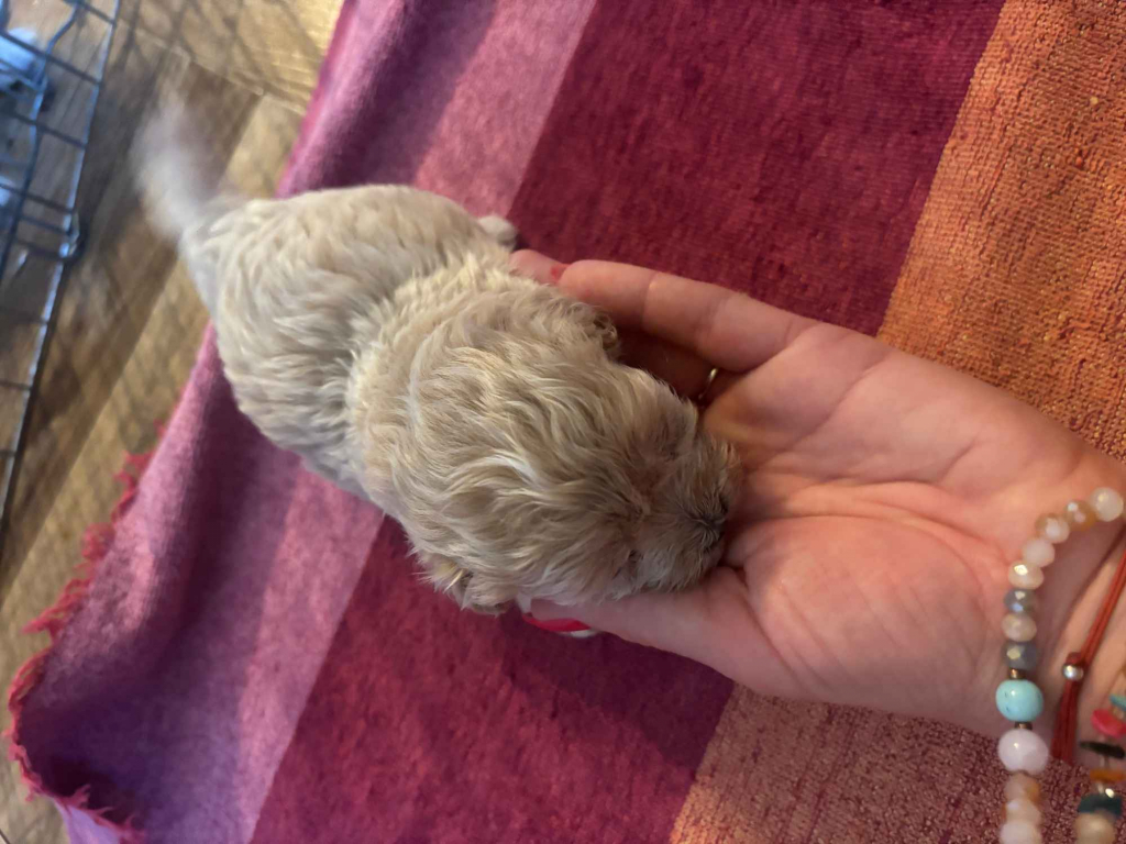 Maltipoo miniaturka 1,5 kg F1 Częstochowa - zdjęcie 7