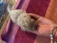 Maltipoo miniaturka 1,5 kg F1 Częstochowa - zdjęcie 7