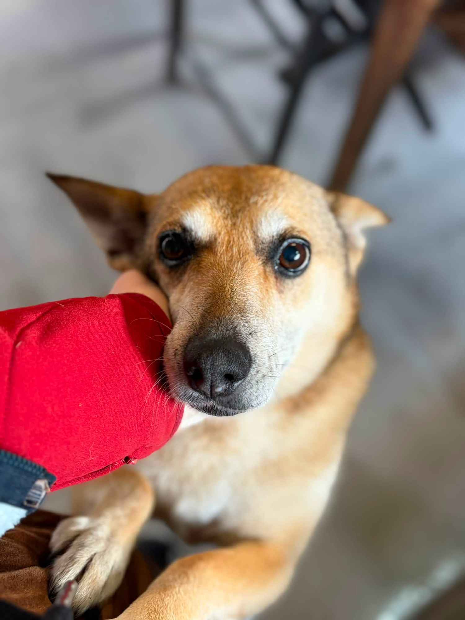 Hela - niekonfliktowa, spokojna sunia do adopcji! Olsztyn - zdjęcie 1