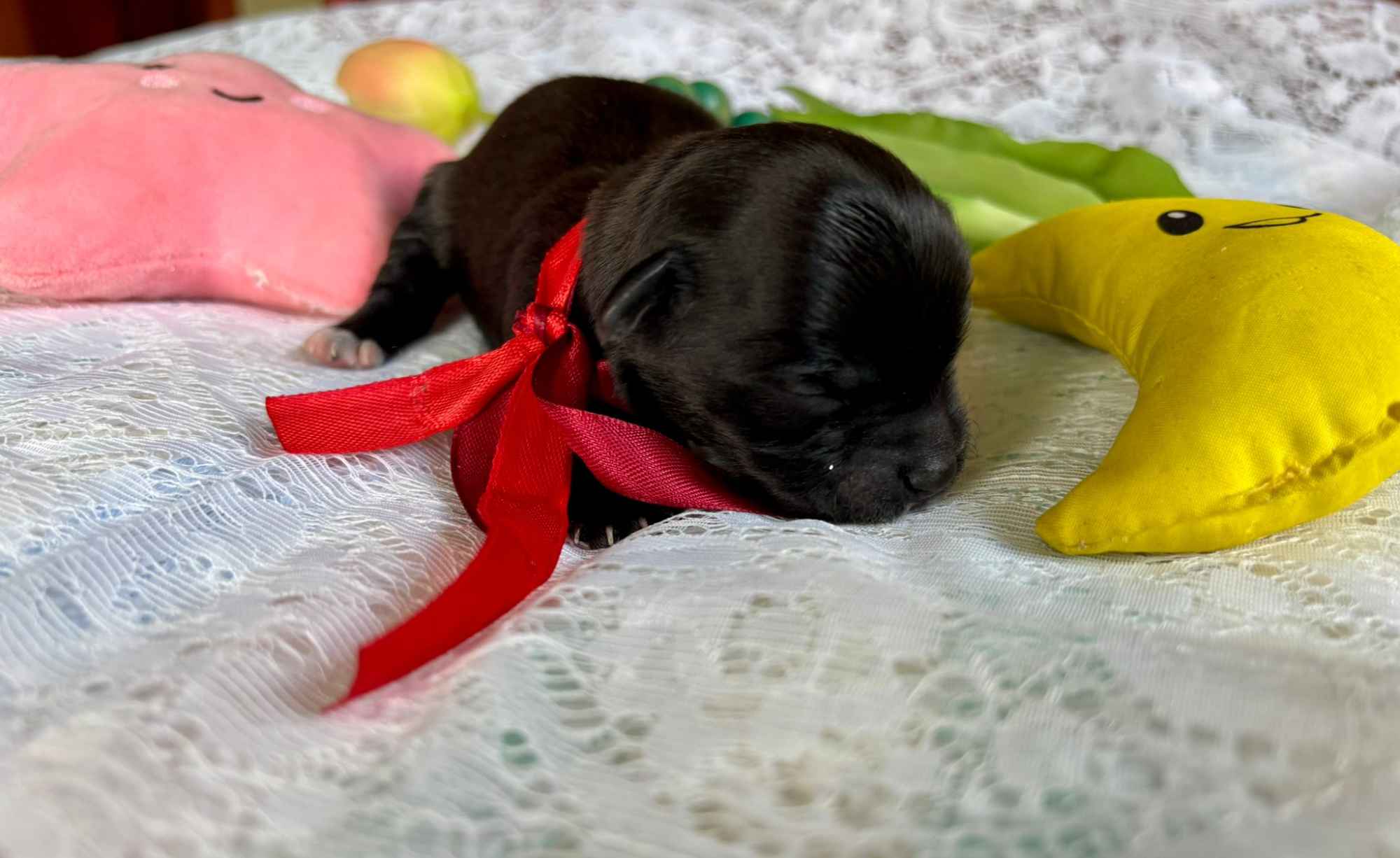 Hawańczyk – bajecznie wykolorowany szczeniak po Championce Pogórze - zdjęcie 8