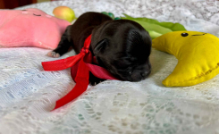 Hawańczyk – bajecznie wykolorowany szczeniak po Championce Pogórze - zdjęcie 8