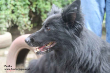 Psotka – młoda, energiczna i wierna jak owczarek! Olsztyn - zdjęcie 3