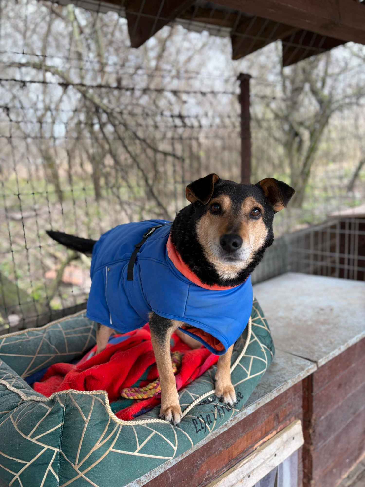 Fiodor - psi anioł, spokojny, delikatny psiak szuka domu! Olsztyn - zdjęcie 2