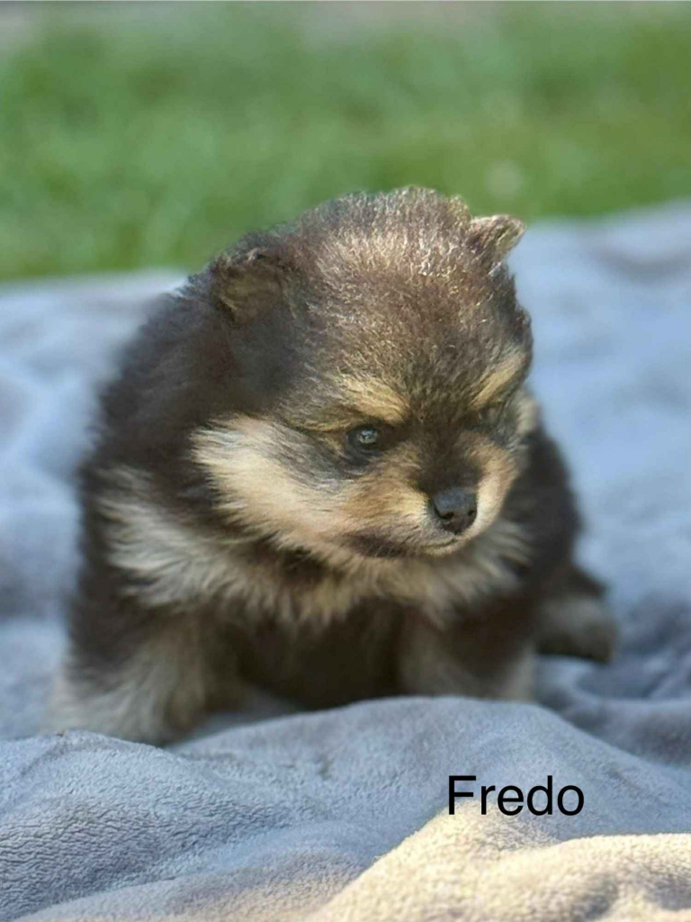 Szpic Miniaturowy Kutno - zdjęcie 3