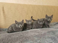 Rosyjski niebieski - kotka, kocurek Mińsk Mazowiecki - zdjęcie 2