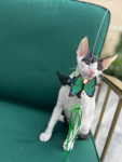 Cornish rex kocurek wyjątkowe oczy Nowe Miasto - zdjęcie 2