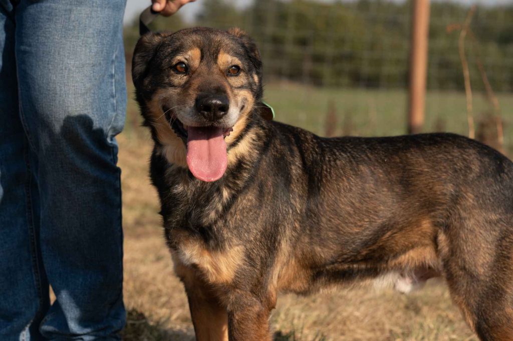 Borys - kochana psia przylepa szuka domu! Olsztyn - zdjęcie 1