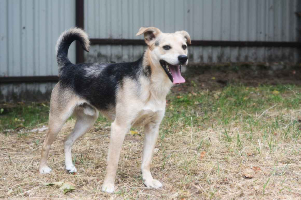 Daj Bryziowi szansę… On odda Ci całą miłość, jaką ma Olsztyn - zdjęcie 2