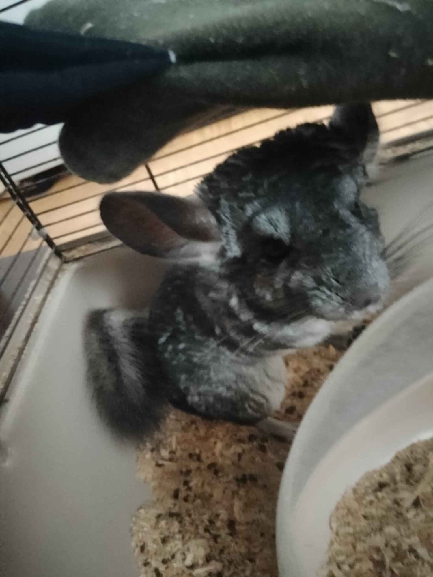 Katarzyna Rokicińska Gulb - zdjęcie 1