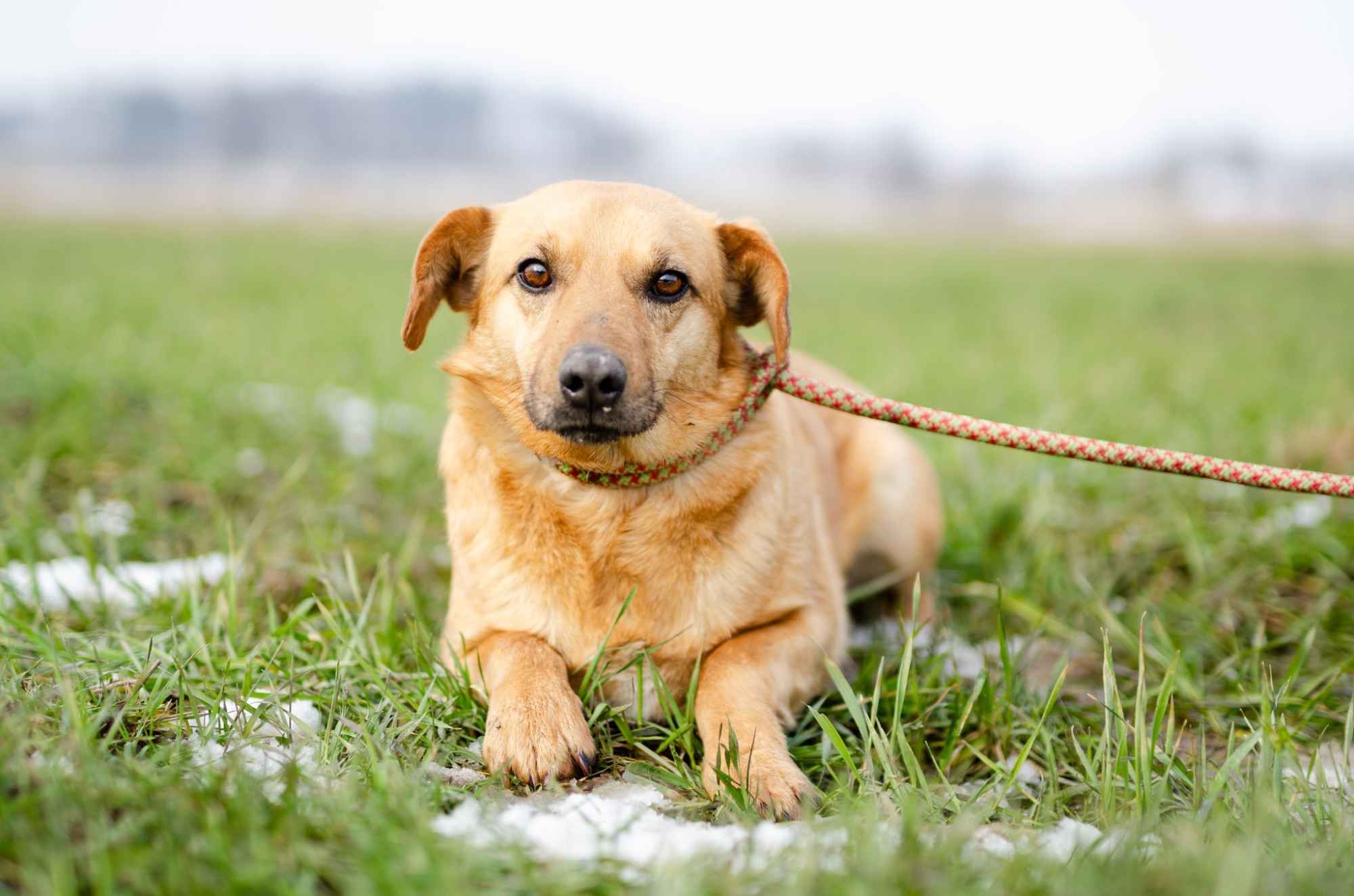 Cudowny Rudzik szuka kochającego domu! Olsztyn - zdjęcie 1