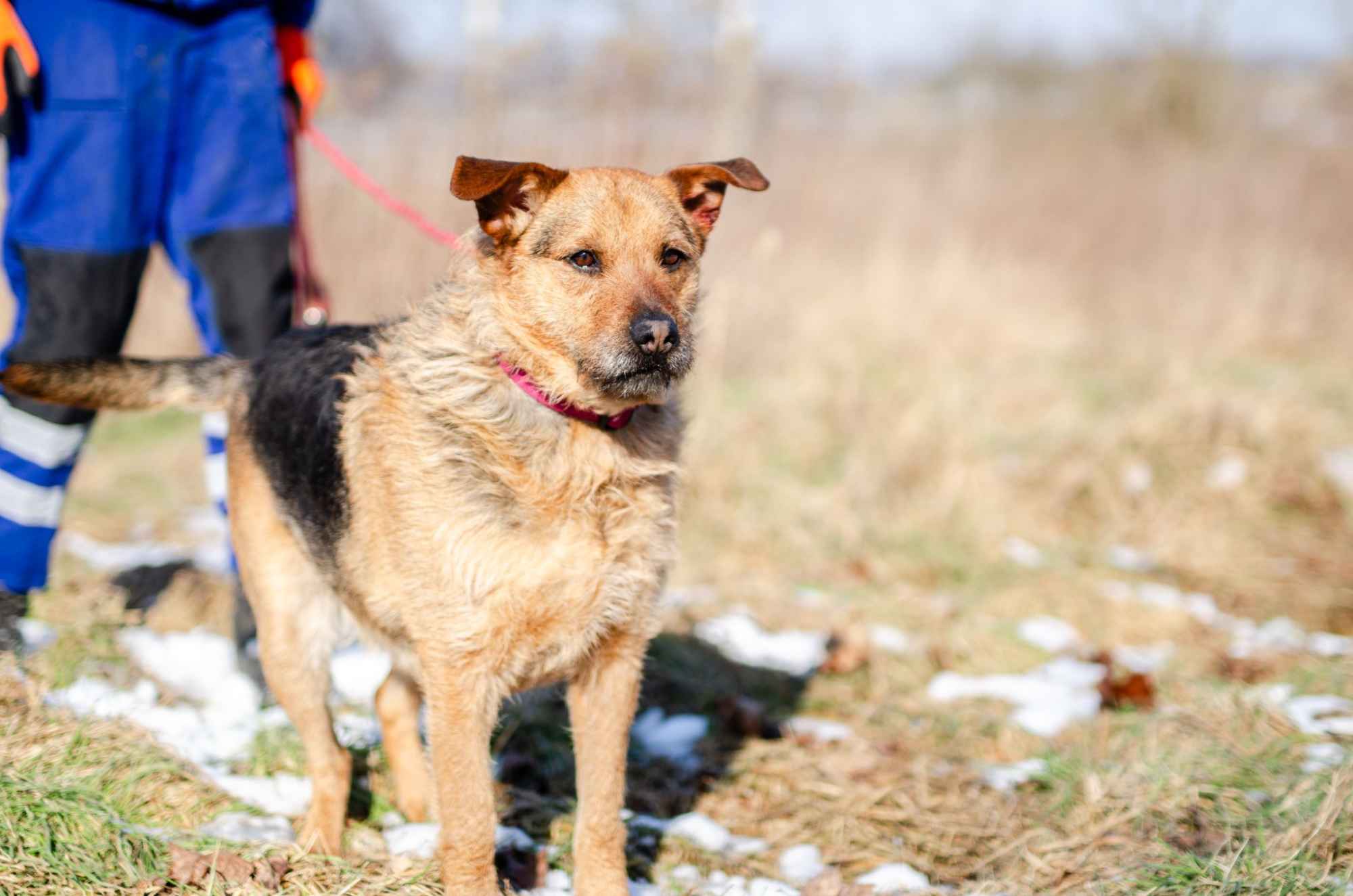 Kufel - fantastyczny, wesoły psiak szuka domu! Olsztyn - zdjęcie 3