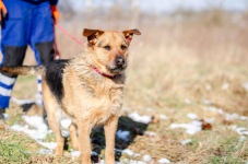 Kufel - fantastyczny, wesoły psiak szuka domu! Olsztyn - zdjęcie 3