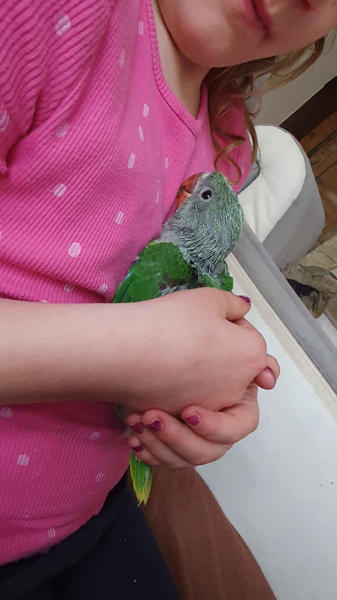 Papugi ręcznie karmione Pieniężno - zdjęcie 5