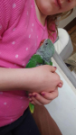 Papugi ręcznie karmione Pieniężno - zdjęcie 5