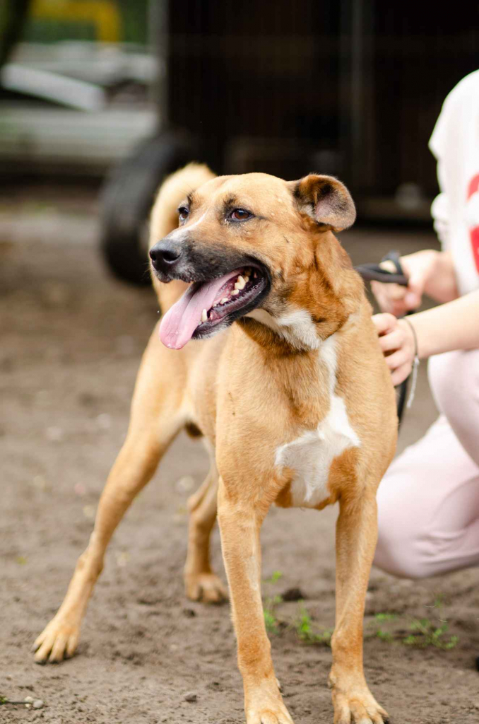 Wesoły Doniu, pogodny psiak szuka domu! Olsztyn - zdjęcie 2
