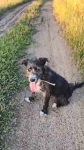 Kosmo - młodziutki, wesoły mini wilczarz szuka domu! Olsztyn - zdjęcie 3
