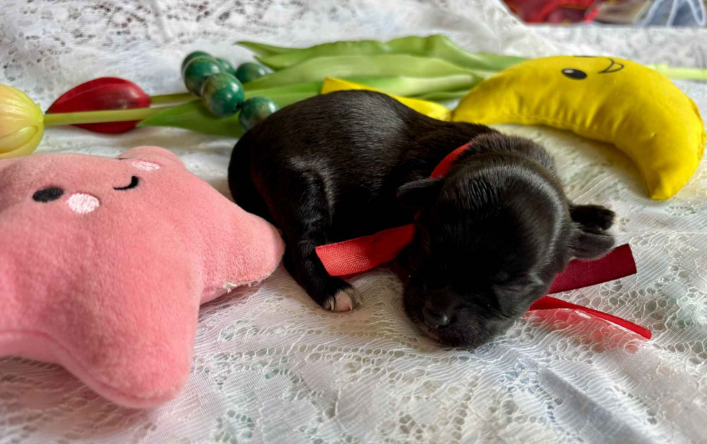 Hawańczyk – bajecznie wykolorowany szczeniak po Championce Pogórze - zdjęcie 9