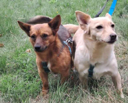 STELLA malutka biszkoptowa sunieczka Mszczonów - zdjęcie 4