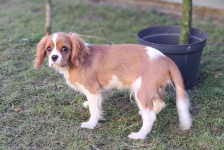 Chlopczyk blenheim Cavalier King Charles Spaniel do odbioru Zawiercie - zdjęcie 5